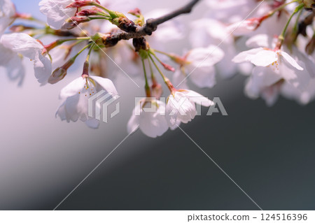 染井吉野櫻花盛開預示著春天的到來 124516396