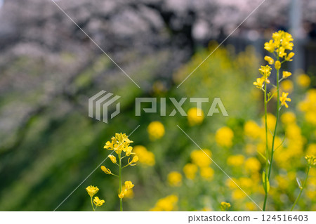 Cherry blossoms Somei-Yoshino and rape blossoms signal the arrival of spring 124516403