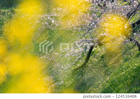 染井吉野櫻花和油菜花預示著春天的到來 124516406