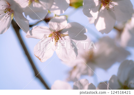 染井吉野櫻花盛開預示著春天的到來 124516421