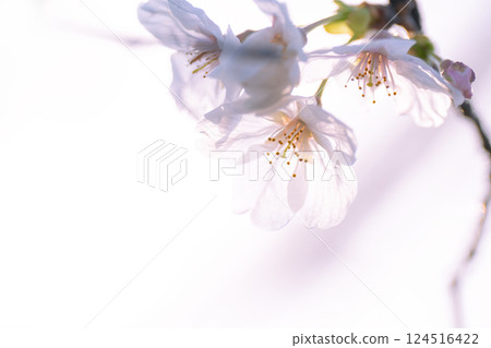 染井吉野櫻花盛開預示著春天的到來 染井吉野櫻花盛開預示著春天的到來 124516422