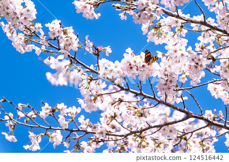 蝴蝶（蛺蝶）與櫻花 「水的溫暖和櫻花的美麗讓人心曠神怡」 天岩戶之湯（宮崎縣西臼杵郡高千穗町） 124516442