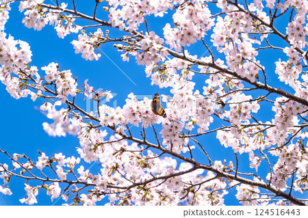 Cherry blossoms and a butterfly (Akatatelephas) "The warmth of the water and the beauty of the cherry blossoms are soothing" Ama-no-Iwato-no-Yu (Takachiho-cho, Nishiusuki-gun, Miyazaki Prefecture) Cherry blossoms and a butterfly (Akatatelephas) "The warmth of the water and the beauty of the cherry blossoms are soothing" Ama-no-Iwato-no-Yu (Takachiho-cho, Nishiusuki-gun, Miyazaki Prefecture) 124516443