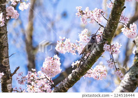 Cherry blossoms and brown-eared bulbuls against the spring sky "The warmth of the water and the beauty of the cherry blossoms are soothing" Amanoiwato-no-Yu (Takachiho Town, Nishiusuki District, Miyazaki Prefecture) 124516444