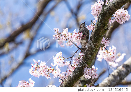 Cherry blossoms and brown-eared bulbuls against the spring sky "The warmth of the water and the beauty of the cherry blossoms are soothing" Amanoiwato-no-Yu (Takachiho Town, Nishiusuki District, Miyazaki Prefecture) 124516445