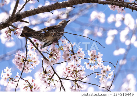 春天天空下的櫻花與棕耳鵯 「水的溫暖與櫻花的美麗令人心曠神怡」 天岩戶之湯(宮崎縣西臼杵郡高千穗町) 春天天空下的櫻花與棕耳鵯 「水的溫暖與櫻花的美麗令人心曠神怡」 天岩戶之湯(宮崎縣西臼杵郡高千穗町) 124516449