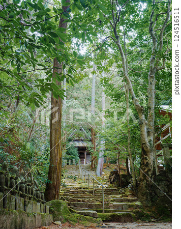 【本山千光寺/奈良縣生駒郡平群町】新綠的森林和長滿青苔的觀音殿道路 124516511