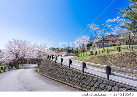 一排櫻花樹在春天天空的照耀下閃閃發光。天岩戶之湯（宮崎縣西臼杵郡高千穗町）“水的溫暖和櫻花的美麗讓人心曠神怡” 124516546