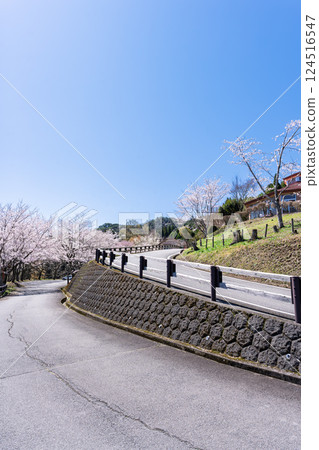 一排櫻花樹在春天天空的照耀下閃閃發光。天岩戶之湯（宮崎縣西臼杵郡高千穗町）“水的溫暖和櫻花的美麗讓人心曠神怡” 124516547