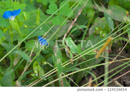 Tree frog in the grass 124516654
