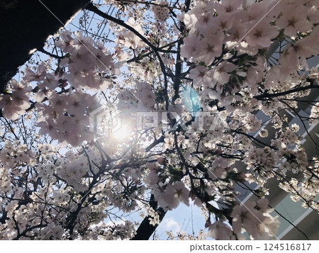 Sunlight filtered through the cherry blossoms in full bloom Sunlight filtered through the cherry blossoms in full bloom 124516817