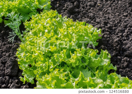 Fresh green salad grows in the garden, fresh vegetable season, diet, proper nutrition Fresh green salad grows in the garden, fresh vegetable season, diet, proper nutrition 124516880