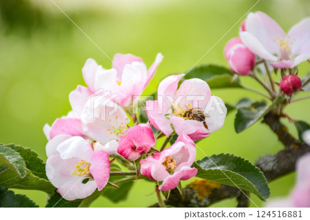blossoming apple trees in the garden, bee collecting nectar from delicate flowers of the tree blossoming apple trees in the garden, bee collecting nectar from delicate flowers of the tree 124516881