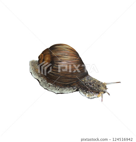 Realistic color illustration of snail, isolated on the white background. Garden mollusk with shell, painted with markers, watercolor for animal encyclopedia 124516942