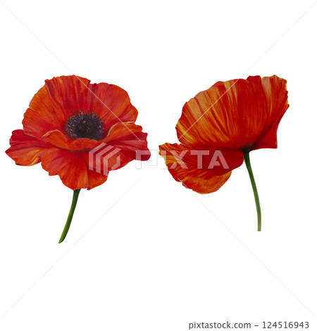 Pair of red poppy flowers. Watercolor, markers hand-drawn illustration. Wildflowers isolated art. Botanical herbaceous plant drawing for postcards, prints, posters, stickers, scrapbooking. Remembrance 124516943