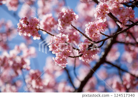 Kawazu cherry blossoms at Utsunomiya Castle Park (Utsunomiya City, Tochigi Prefecture) Kawazu cherry blossoms at Utsunomiya Castle Park (Utsunomiya City, Tochigi Prefecture) 124517340