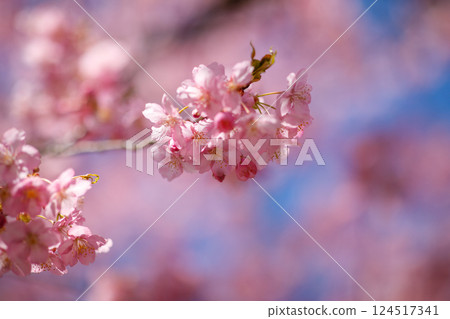 宇都宮城公園的河津櫻花(栃木縣宇都宮市) 宇都宮城公園的河津櫻花(栃木縣宇都宮市) 124517341