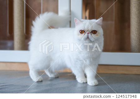 White Exotic Shorthair cat standing on the floor White Exotic Shorthair cat standing on the floor 124517348