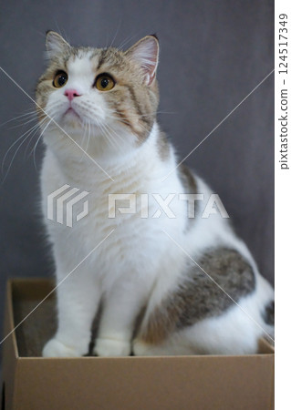 Brown tabby and white British Shorthair cat standing on the box 124517349