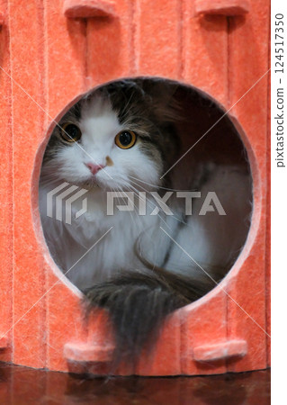 Close up of cute sleepy fluffy white cat in a cozy orange, enclosed cat shelter. Mixed breed cat between Maine Coon and Scottish Fold. 124517350
