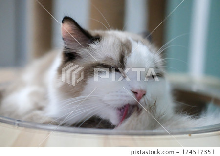 Cute, sleepy Ragdoll cat in clear bowl on cat tree 124517351