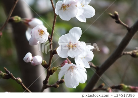 Cherry blossoms herald the arrival of spring 124517396
