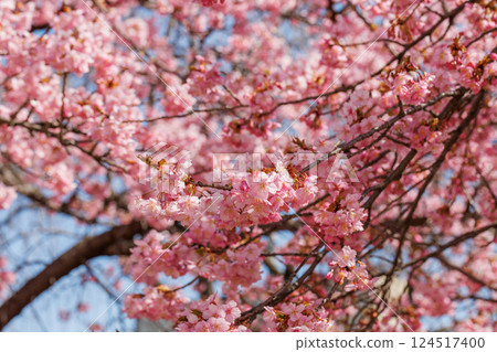Kawazu cherry blossoms at Utsunomiya Castle Park (Utsunomiya City, Tochigi Prefecture) 124517400