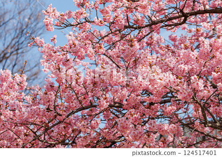 宇都宮城公園的河津櫻花（栃木縣宇都宮市） 124517401