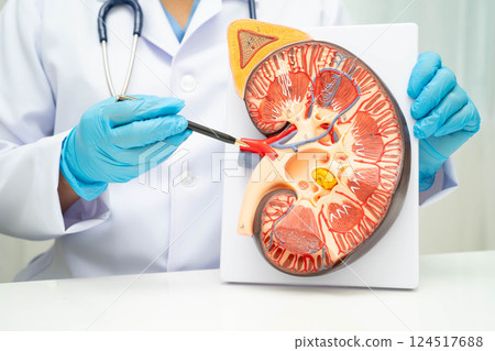 Chronic kidney disease, doctor with model for treatment urinary system, urology, Estimated glomerular filtration rate eGFR. Chronic kidney disease, doctor with model for treatment urinary system, urology, Estimated glomerular filtration rate eGFR. 124517688