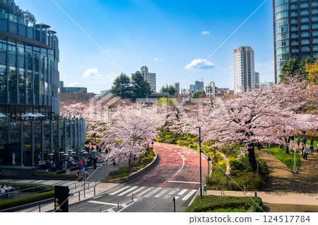 Tokyo Midtown: Cherry blossoms in full bloom 124517784