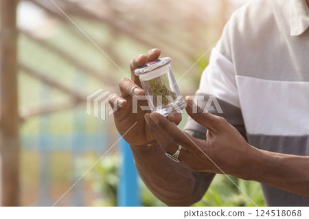 Closeup hemp farmer showing dried hemp sativa bud for medical for relaxation use in cannabis farm 124518068