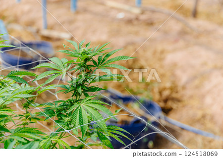 Hemp agriculture plant farm sativa bleed. Marijuana Herbal green tree nursery in green house. 124518069