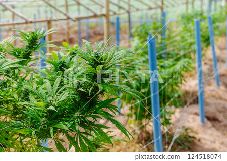 Hemp agriculture plant farm sativa bleed. Marijuana Herbal green tree nursery in green house. 124518074