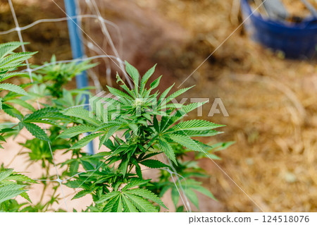 Hemp agriculture plant farm sativa bleed. Marijuana Herbal green tree nursery in green house. 124518076