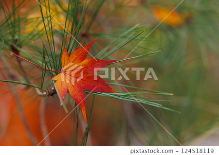 Beautiful Red maple leaves in autumn with pine tree, Japanese garden in Kyoto Japan for background. 124518119