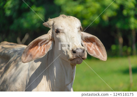 Southeast Asian native Thai cow cattle located in northern or Isaan countryside Thailand. Southeast Asian native Thai cow cattle located in northern or Isaan countryside Thailand. 124518175