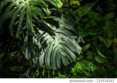 Monstera plant, tropical green leaves of or split-leaf philodendron rainforest plant leaf. Monstera plant, tropical green leaves of or split-leaf philodendron rainforest plant leaf. 124518181