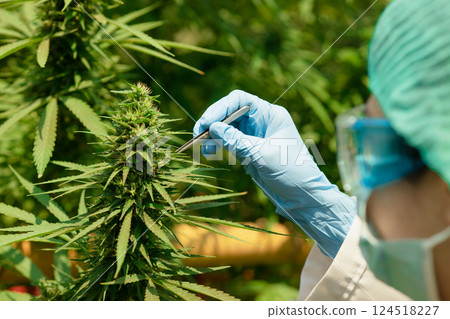 Scientist doctor working in hemp cannabis farm for herbal pharmacy, Research in plant agriculture. 124518227