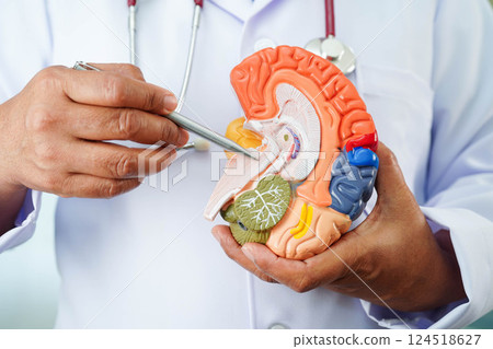 Alzheimer disease, Asian doctor holding brain anatomy model for study diagnosis and treatment in hospital. 124518627