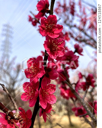 盛開的梅花 盛開的梅花 124518867