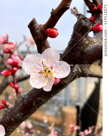 感受春天到來的梅花 124518873