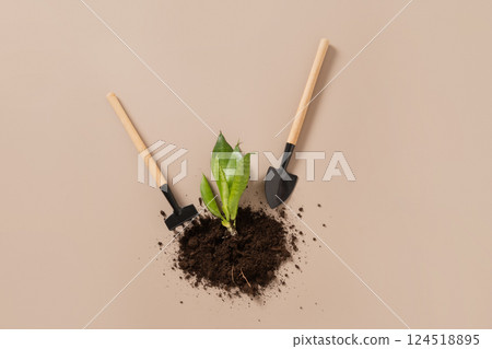 Concept season work and hobby. Various hand tools, plant and soil on beige background. Spring gardening. Copy space. Top view. 124518895
