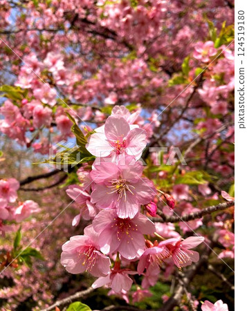 Kawazu cherry blossoms in full bloom Kawazu cherry blossoms in full bloom 124519180