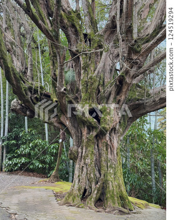Ancient Tree with Moss-Covered Twisted Trunk Ancient Tree with Moss-Covered Twisted Trunk 124519294