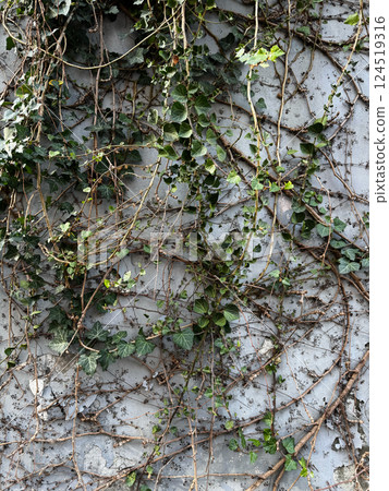 Ivy Vines Growing on a Weathered Concrete Wall 124519316