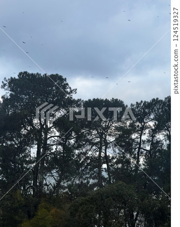 Tall Pine Trees with Birds Flying in Cloudy Sky Tall Pine Trees with Birds Flying in Cloudy Sky 124519327