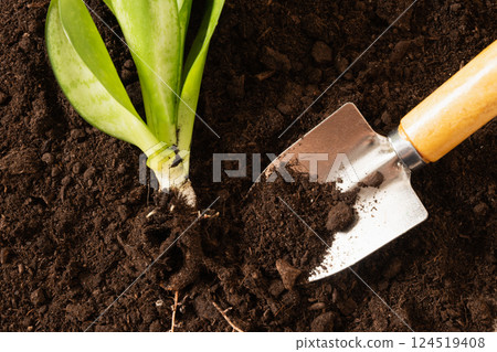 Garden hand cultivator and planting flower on soil. Season gardening and work. Hand rakes. Hobby. Close up. 124519408