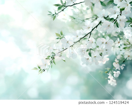 Delicate white cherry blossoms on branches. Spring Delicate white cherry blossoms on branches. Spring 124519424