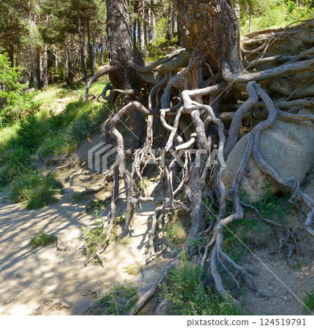 Forest on the mountainside with old trees, roots and green grass. 124519791
