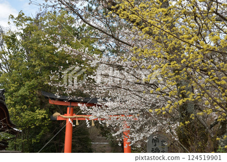 世界遺產:宇治上神社佐倉(京都府宇治市) 世界遺產:宇治上神社佐倉(京都府宇治市) 124519901